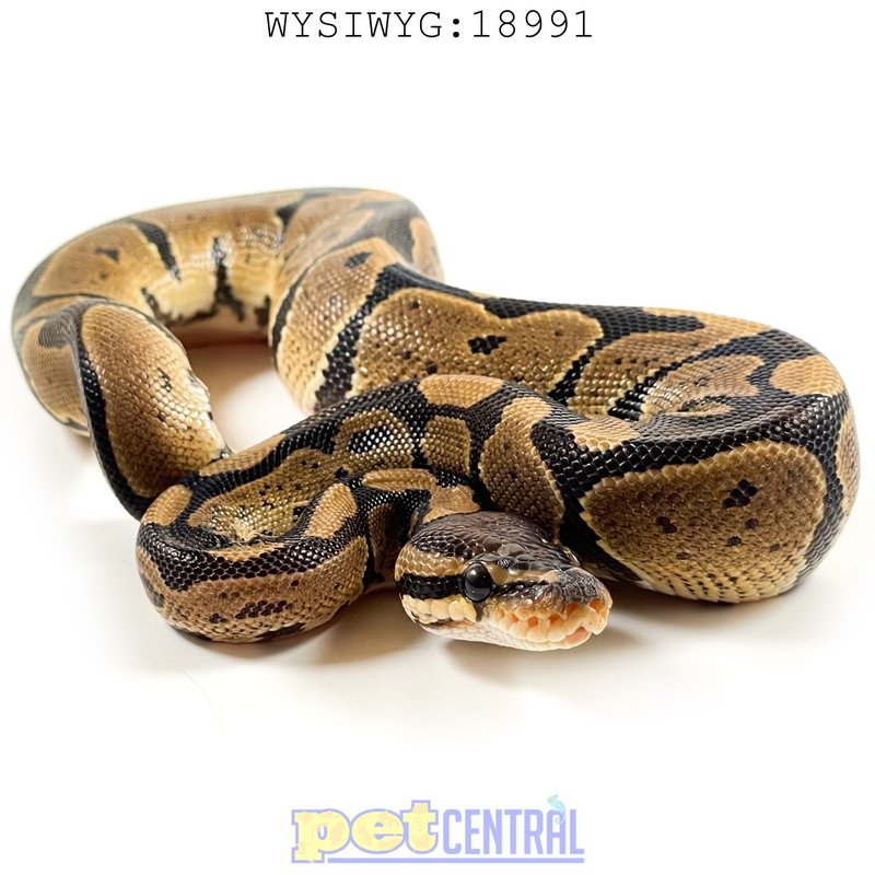 Captive Hatched Ball Python Juvenile (Male) (18"-24") (18991)
