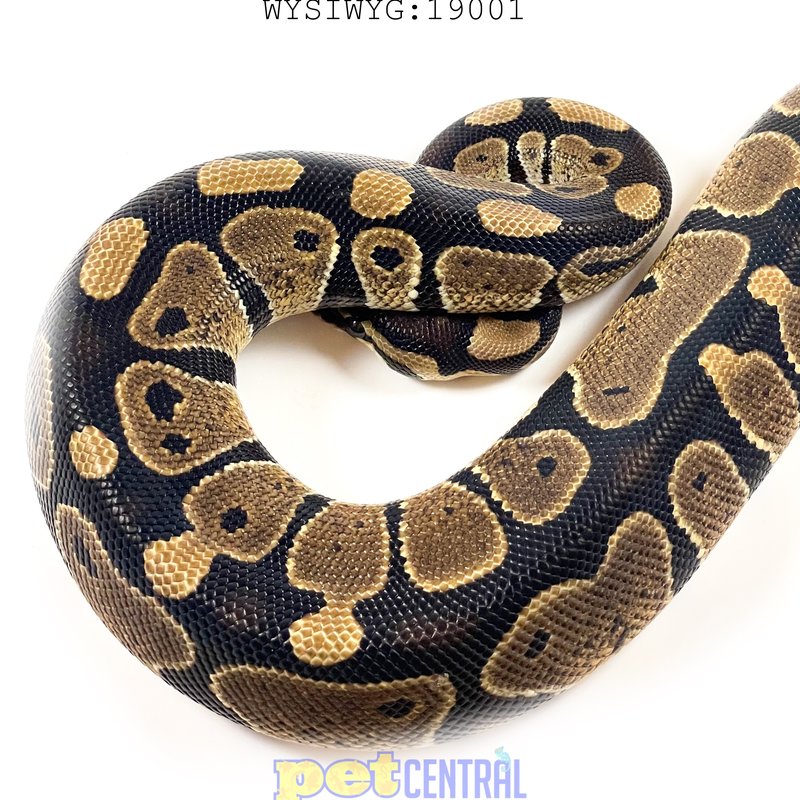 Captive Hatched Ball Python Juvenile (Female) (18"-24") (19001)