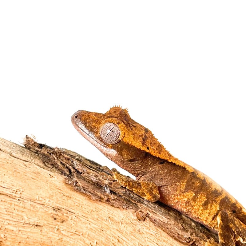 Captive Bred 'Imperfect' Crested Gecko Baby (3")