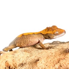 Captive Bred 'Imperfect' Crested Gecko Baby (3")