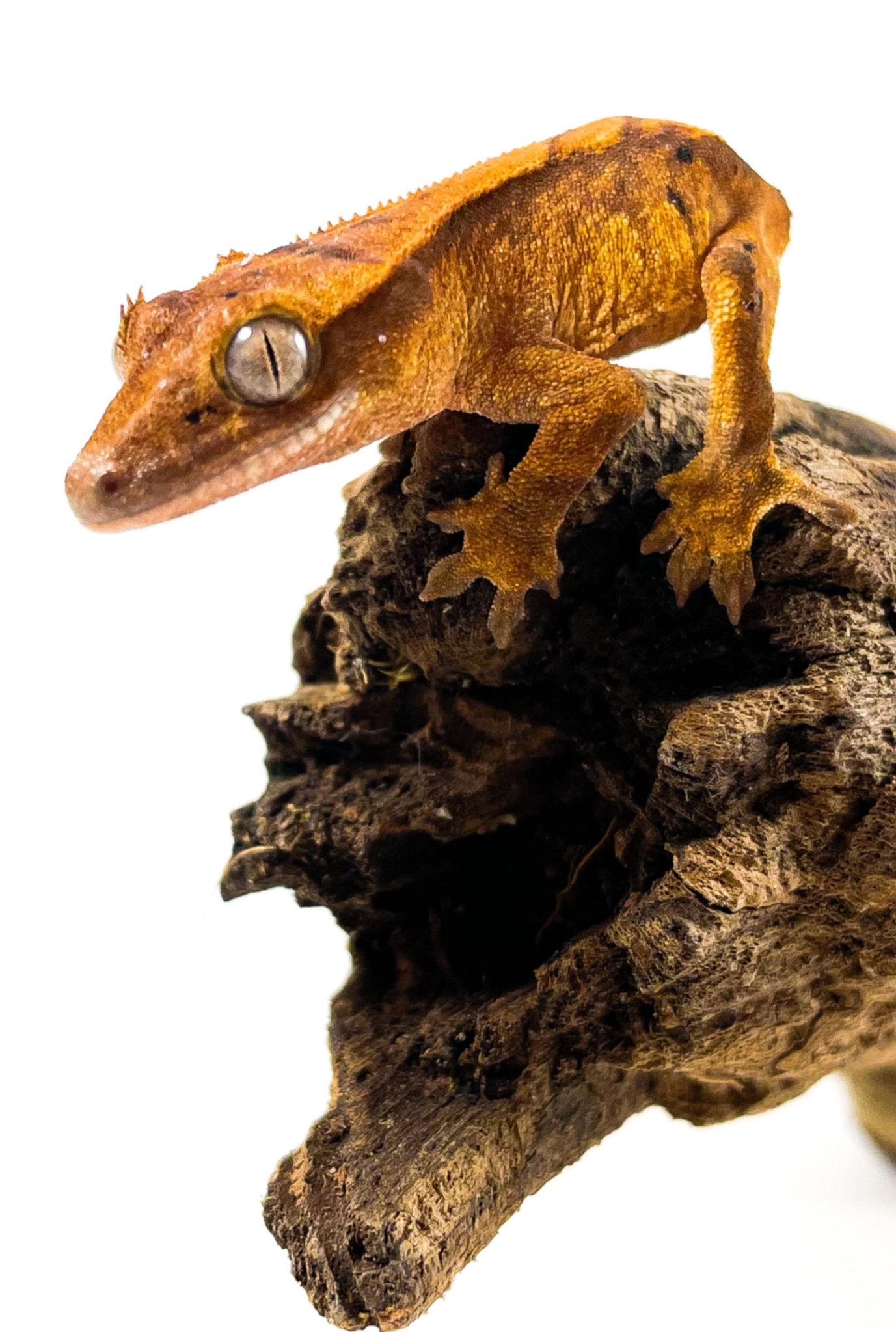 Crested Geckos