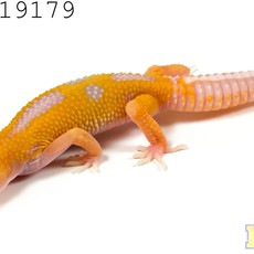 Captive Bred Aptor Leopard Gecko Juvenile (4"-6") (19179)