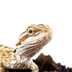 Captive Bred Red Leatherback Bearded Dragon Baby (4"-6")