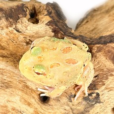 Captive Bred Pikachu Pacman Frog Baby (1"-1.5")