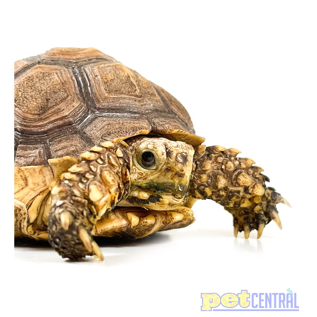 Captive Bred Sulcata Tortoise Baby