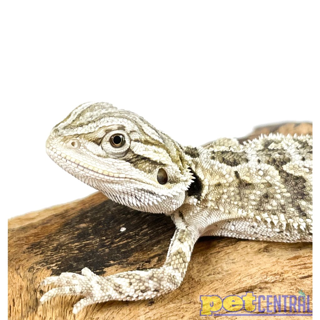 Captive Bred Bearded Dragon Baby (4"-6")