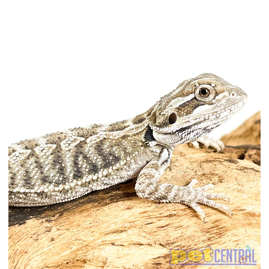 Bearded Dragon Babies for Sale - Pet Central - Pet Central