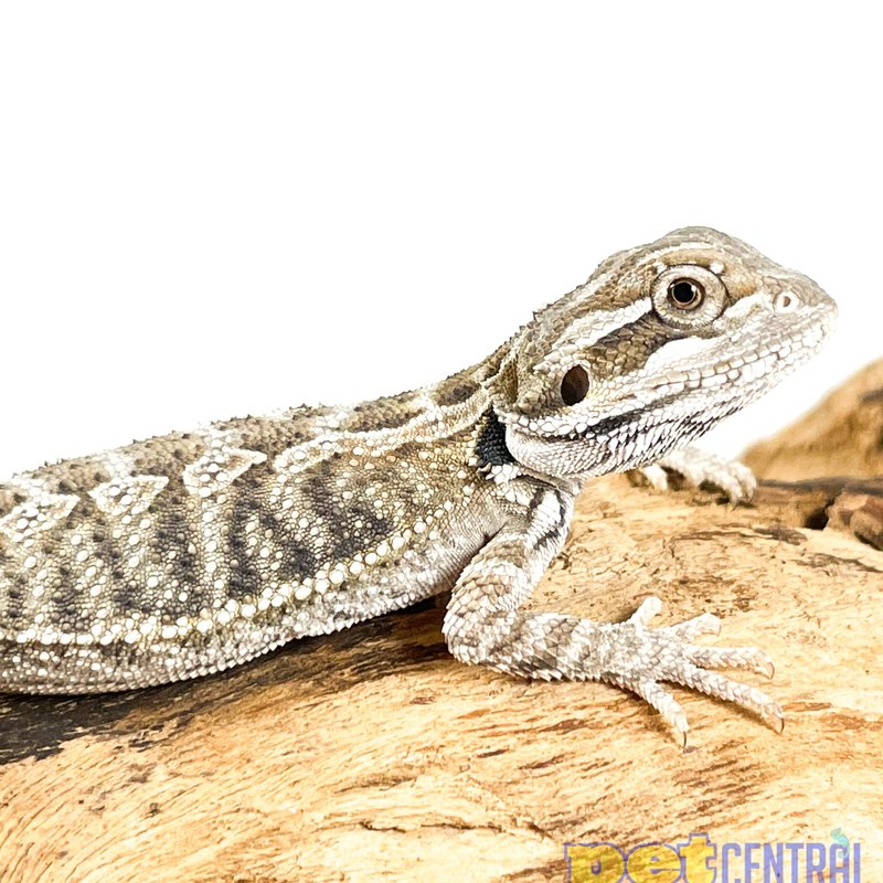 Captive Bred Bearded Dragon Juvenile (6.5")