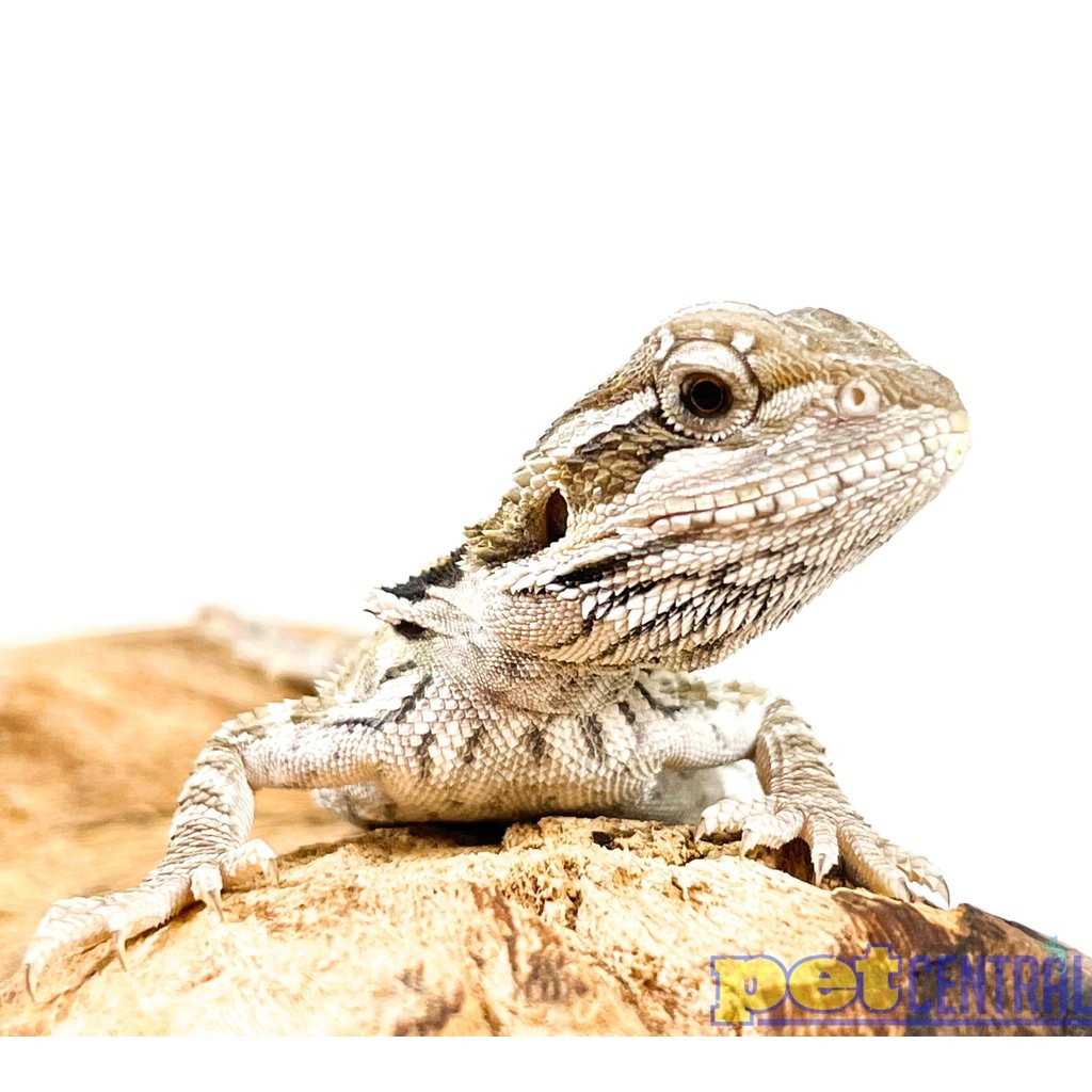 Captive Bred Bearded Dragon Juvenile (6.5")