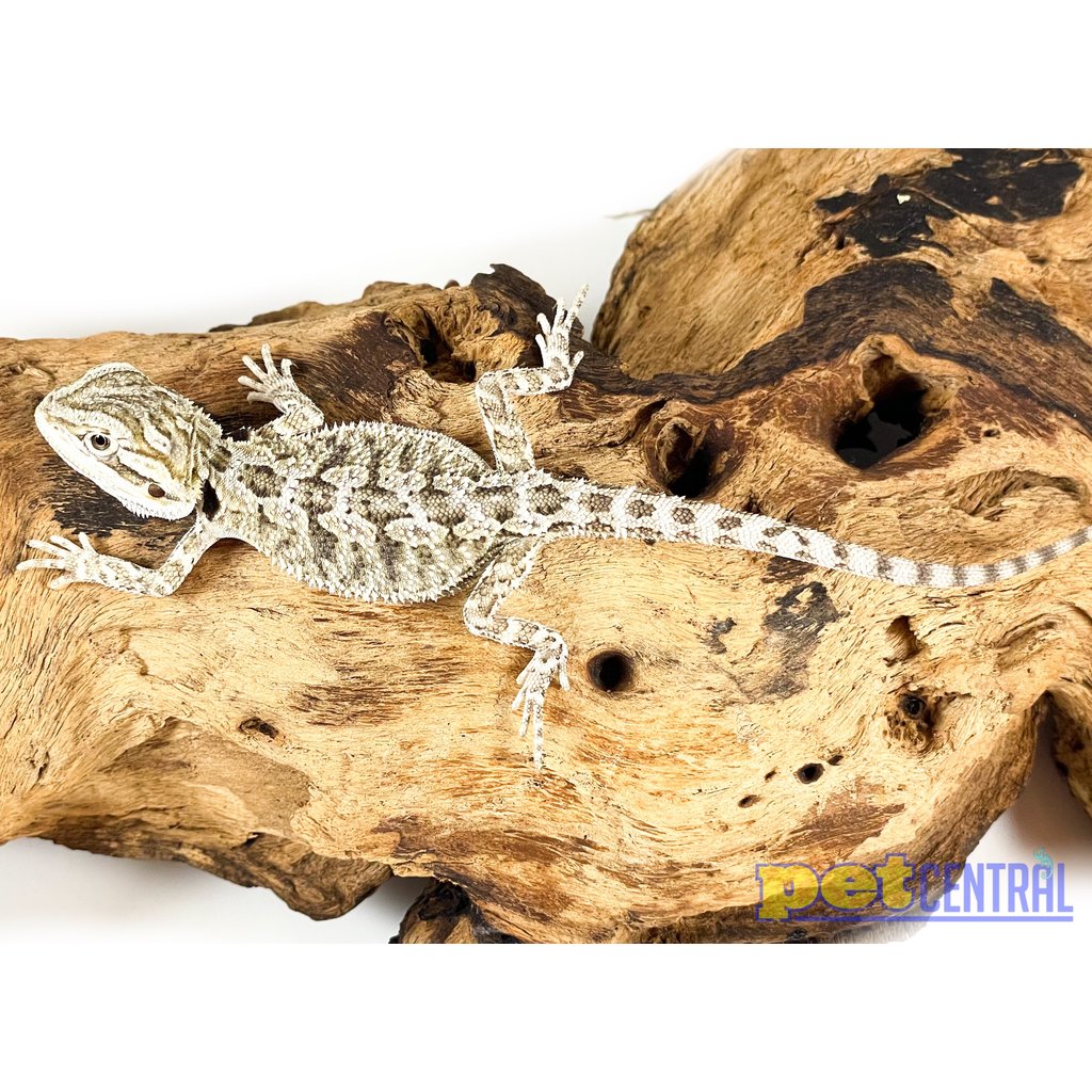 Captive Bred Bearded Dragon Baby (4"-6")