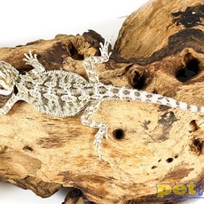 Bearded Dragon Babies for Sale - Pet Central - Pet Central