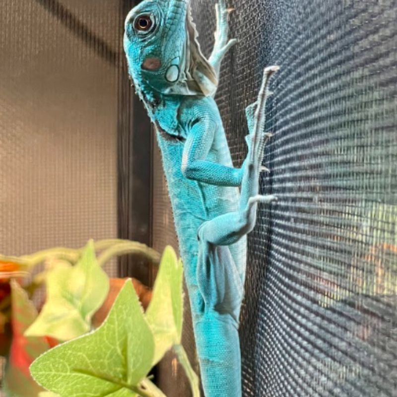 Captive Bred (Premium Color) Blue Axanthic Iguana Baby (10"-15")