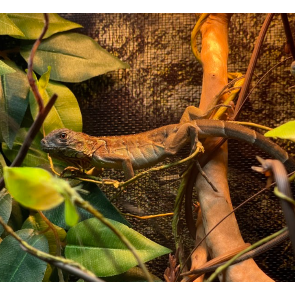 Captive Bred Red Iguana Baby (10"-15")