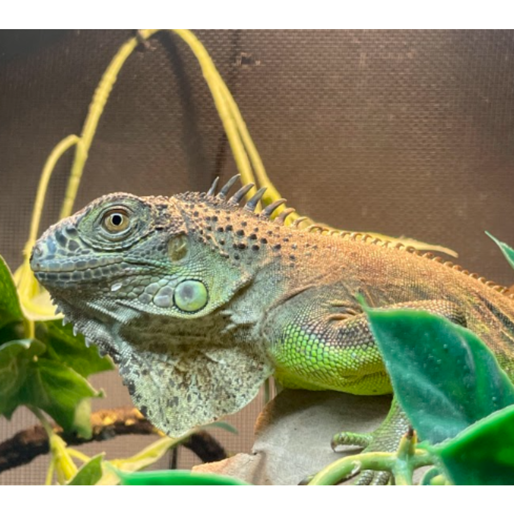 full grown green iguana pet