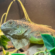 Captive Bred Green Iguana Juvenile (15"-26")