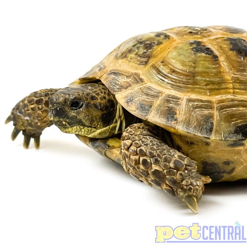Russian Tortoise Adult (4"+)