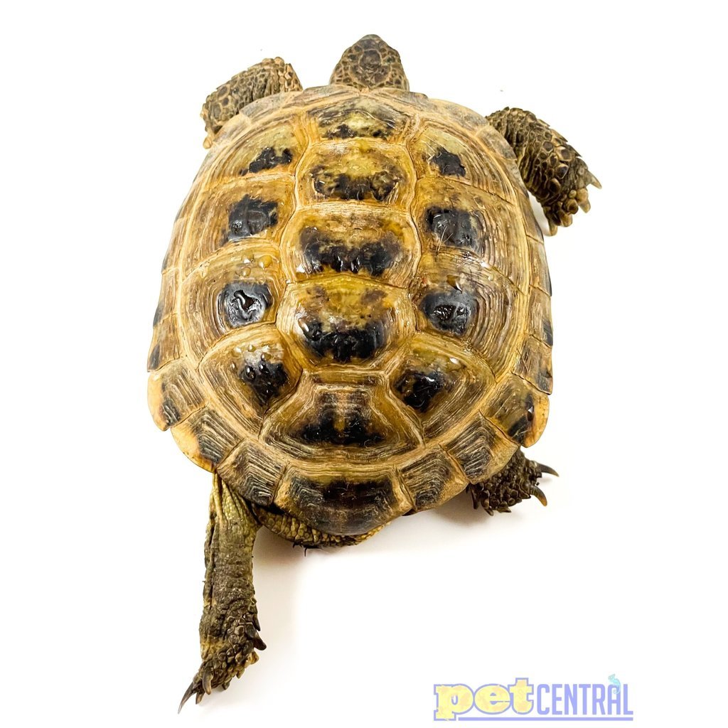 Russian Tortoise Adult (4"+)