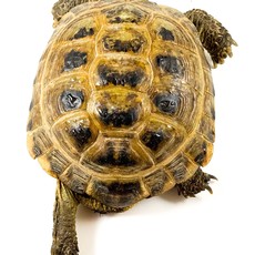 Russian Tortoise Adult (4"+)