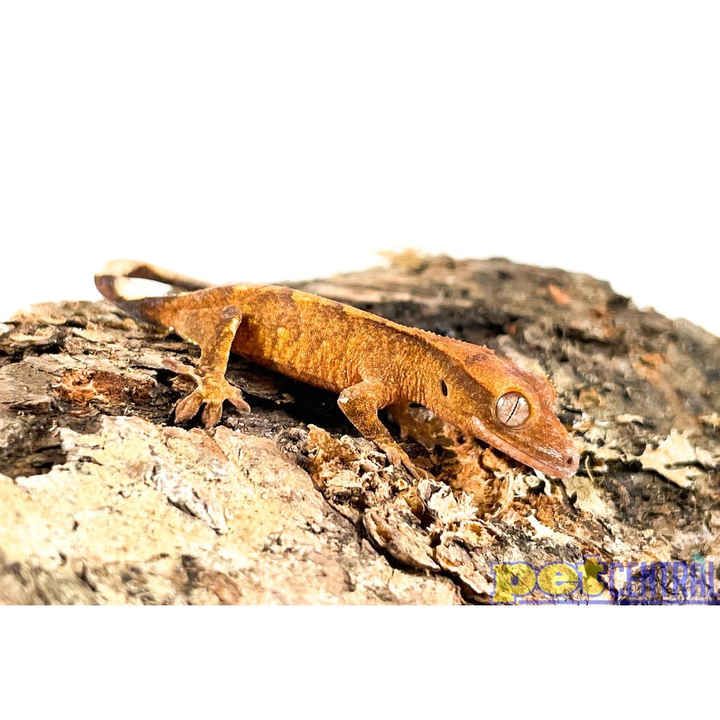 Captive Bred Flame Crested Gecko Baby