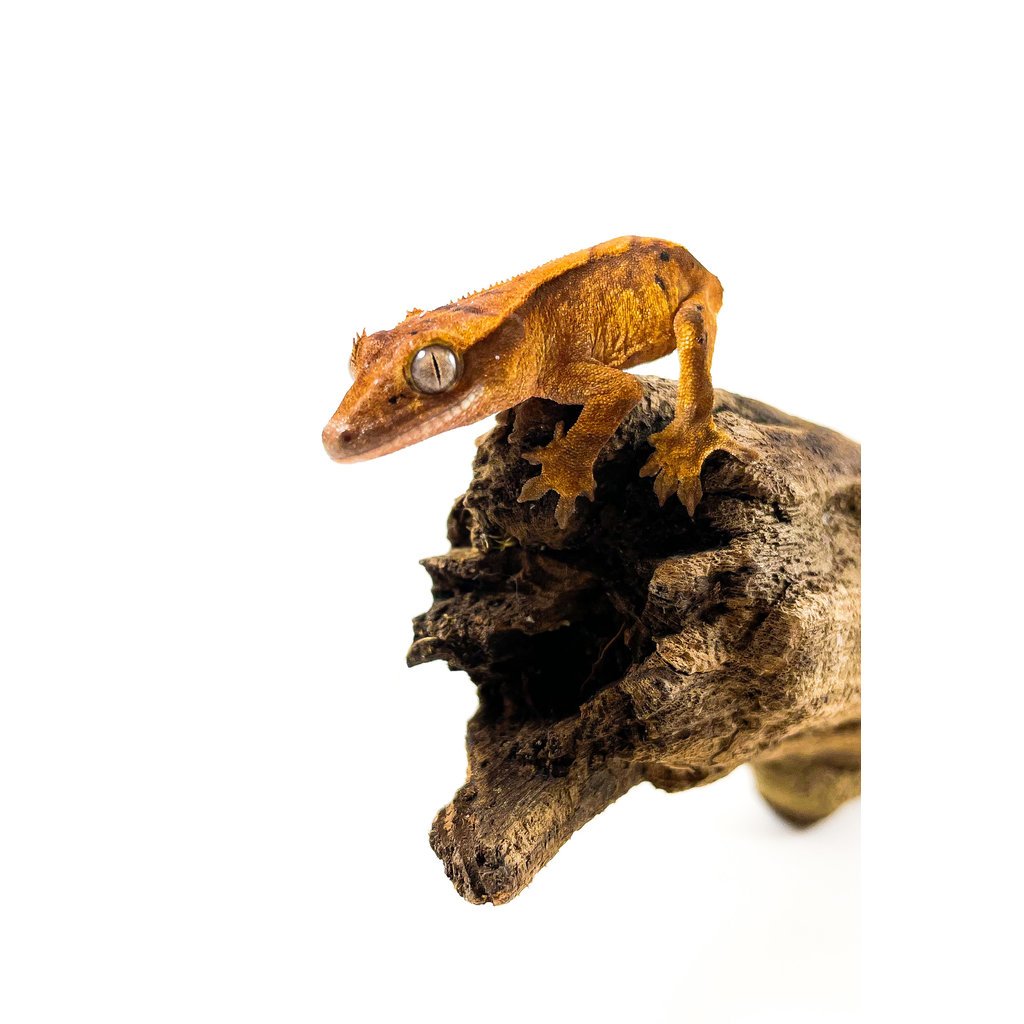 Captive Bred Flame Crested Gecko Baby