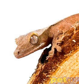 Captive Bred Dalmatian Crested Gecko Baby