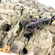 Asian Forest Scorpion (3")