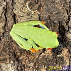 Red Eye Tree Frog Adult (2"-2.5")