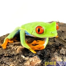 Red Eye Tree Frog Adult (2"-2.5")