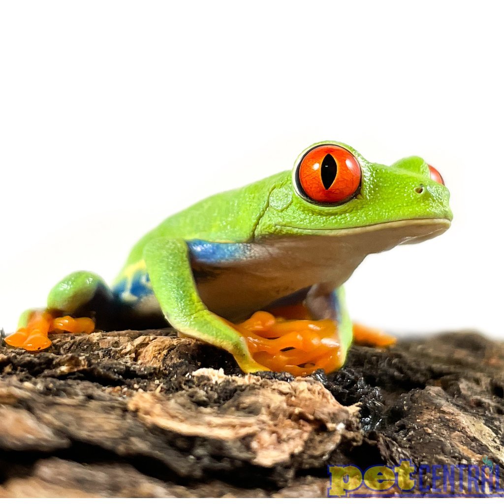 purple red eyed tree frog