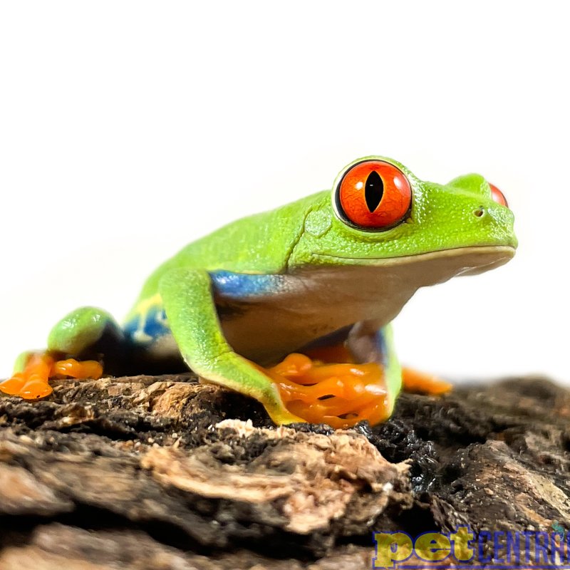 Red Eye Tree Frog Adult (2"-2.5")