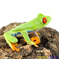 Red Eye Tree Frog Adult (2"-2.5")