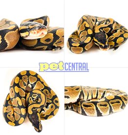Captive Bred "Normal" Ball Python Baby