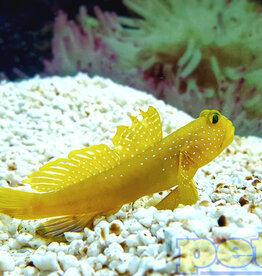 Yellow Watchman Goby SM