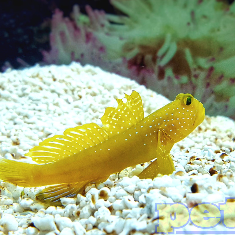 Yellow Watchman Goby SM