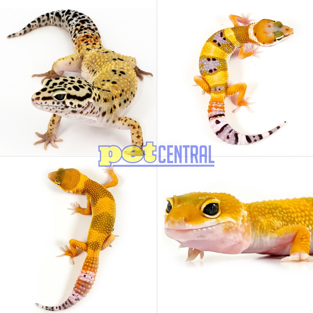 Bearded Dragon Babies for Sale - Pet Central - Pet Central