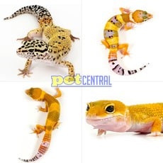 Captive Bred Leopard Gecko Juvenile (4"-6")