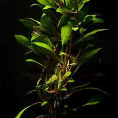 Red Ludwigia Bunch RG