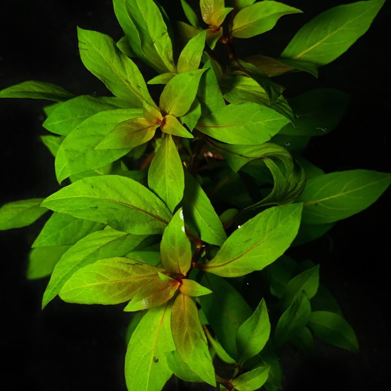 Red Ludwigia Bunch RG