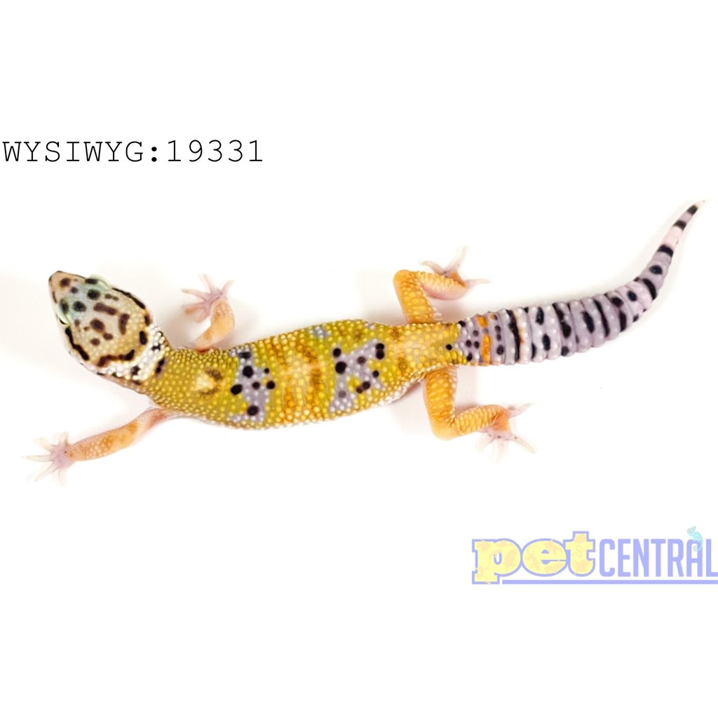 Captive Bred Leopard Gecko (19331)
