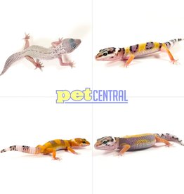Captive Bred Leopard Gecko Baby (4")