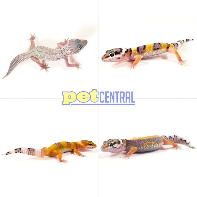 Captive Bred Leopard Gecko Baby (4")