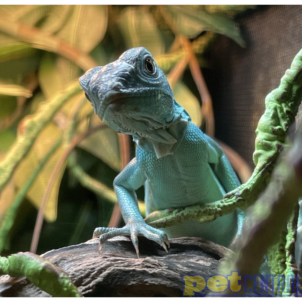 Captive Bred Blue Axanthic Iguana Baby (10"-15")