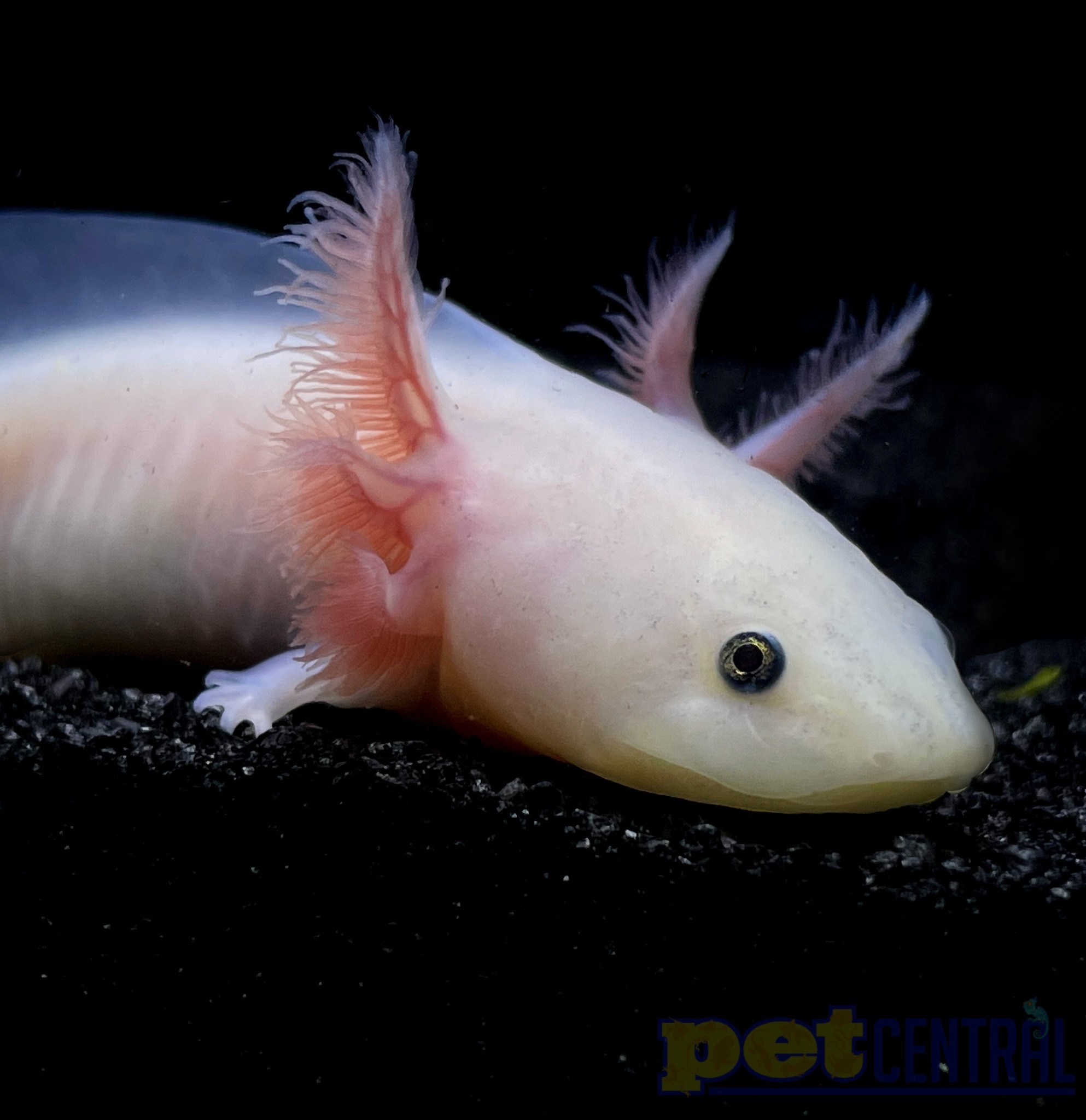 SA's Axolotl Diet