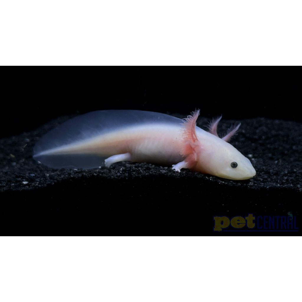 Captive Bred Leucistic Axolotl Juvenile (2"-4")