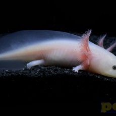 Captive Bred Leucistic Axolotl Juvenile (2"-4")