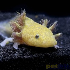 Captive Bred Copper Axolotl Juvenile (2"-4")