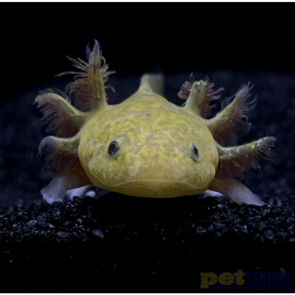 Captive Bred Copper Axolotl Juvenile (2"-4")