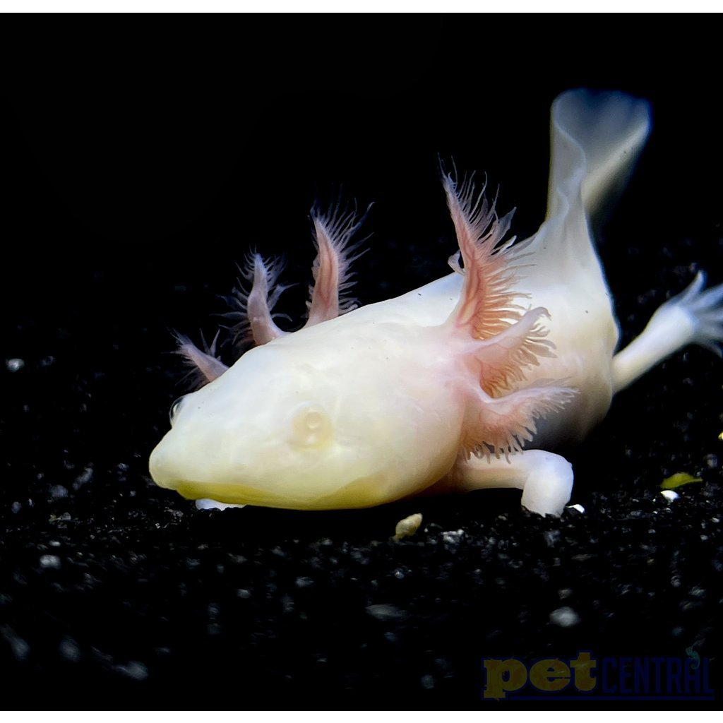 Captive Bred White Albino Axolotl Juvenile (2"-4")