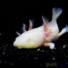 Captive Bred White Albino Axolotl Juvenile (2"-4")