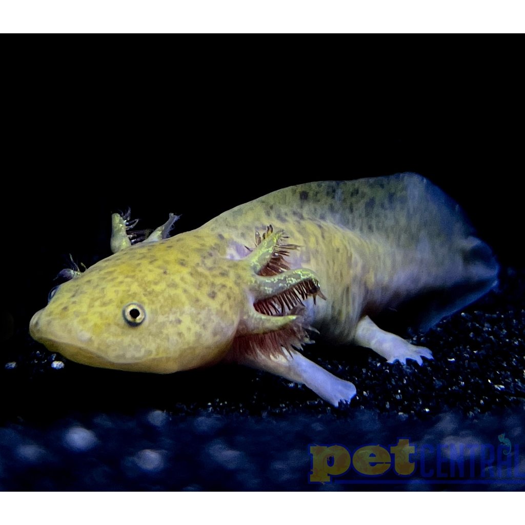 Captive Bred Copper Axolotl Juvenile (2"-4")